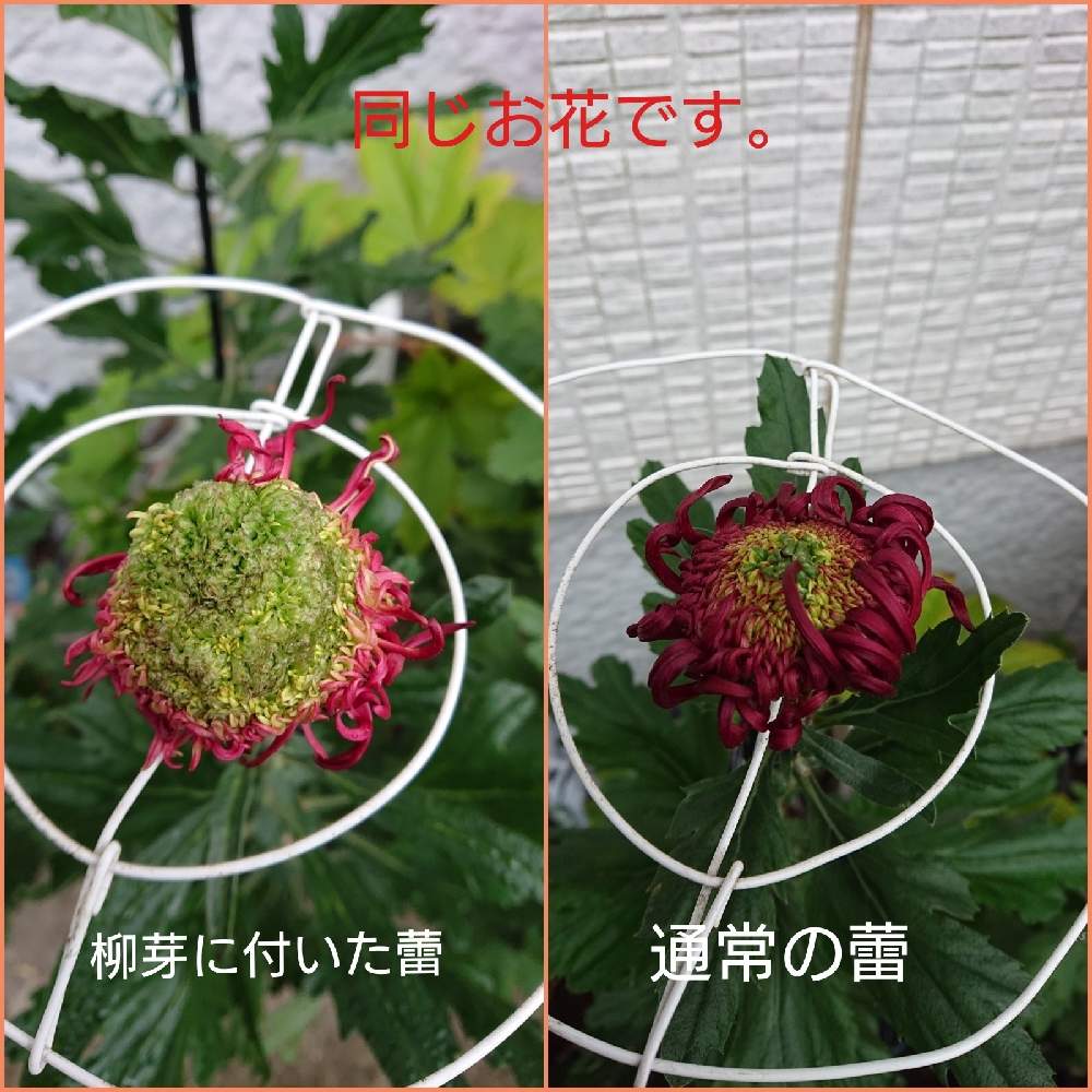 小さな庭の画像 by ひーくんさん | 小さな庭と花の色と鉢植えのお花と菊❣️と花のある暮らしと花のかたち。