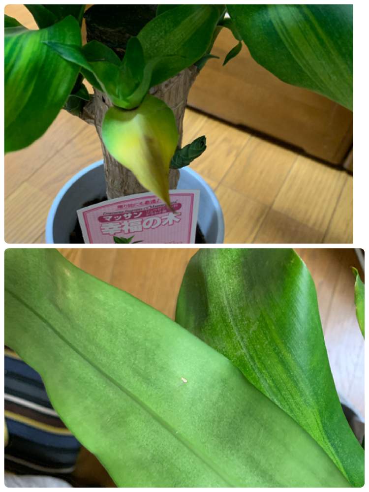 窓辺の画像 by しのっこさん | 窓辺とマッサン(幸福の木)と相談と観葉植物