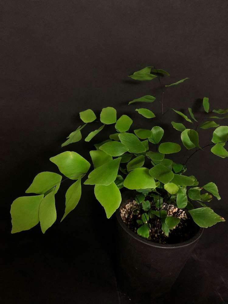 窓辺の画像 by hittyyさん | 窓辺とアジアンタム.と観葉植物と植物のある暮らしと美しい葉とアジアンタム ペルビアナムと緑のある暮らしとゆらゆらとシダ植物と緑大好き❤