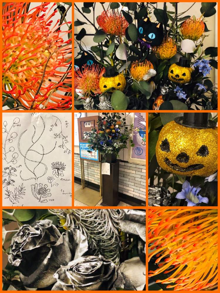 の画像 by hirarinさん | 薔薇とピンクッションと駅構内のお花シリーズとハロウィン月間