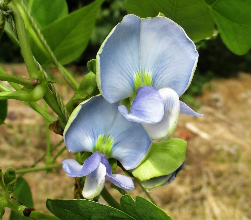お出かけ先の画像 by plant hunter アンジュさん | お出かけ先としまなみ海道とマメ科と四国と植中毒と里山と超重症の植中毒となたまめと青い花マニア