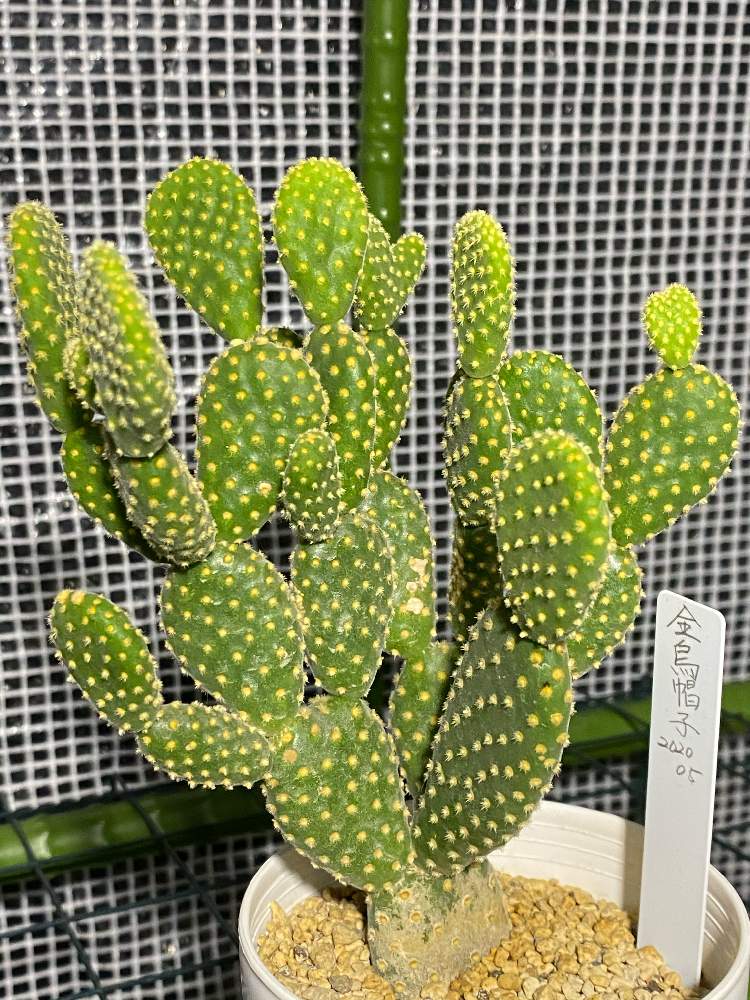 小さな庭の画像 by トシさん | 小さな庭とオプンチア 金烏帽子とお部屋にと多肉植物と家庭とベランダと温室で可愛いお花と温室での花と熱帯花木とおうち園芸とビニール温室と季節のお花と サボテンとガーデニング初心者