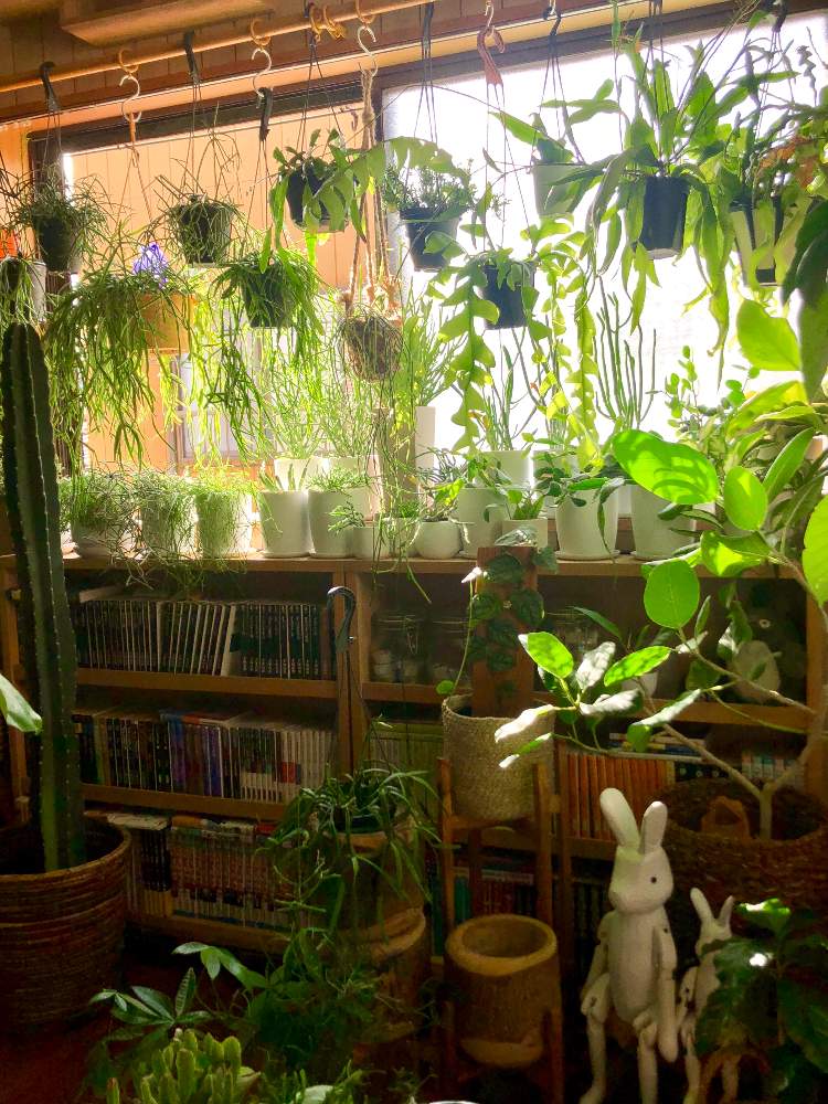 寝室の画像 by meguさん | 寝室とリプサリスとインドアグリーンと多肉植物とサボテン科とインテリアガーデンと観葉植物と南側の窓とボタニカルライフと葉っぱと森林性サボテンと緑のある暮らしと今日イチ可愛い植物とリプサリス属とお部屋ガーデンとインテリアグリーンとエピフィラム属とインドアガーデン