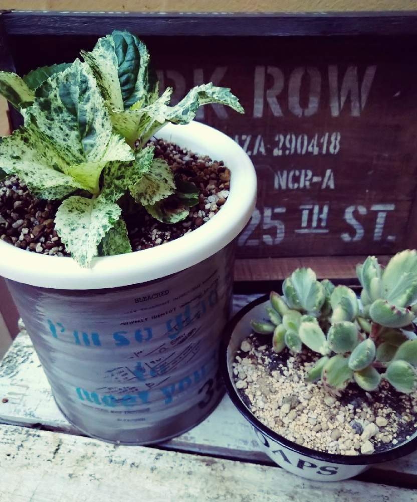 小さな庭の画像 by GreenGardenさん | 小さな庭と多肉植物と今日の一枚と熊童子錦-多肉と多肉好きとスフレと錦の日と新種