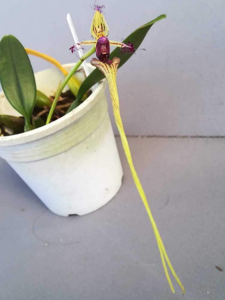 小さな庭の画像 by 阿南田零さん | 小さな庭とバルボフィラム プチダムとBulbophyllum putidumと着生植物と変な花と洋蘭と着生ランとラン科とorchidとマメヅタラン属とおうち園芸と洋蘭広め隊とオーキッドと洋ランとらんとガーデニングと花のある暮らしと洋蘭原種とBulbophyllum属とバルボフィラム属と秋の花と洋らん