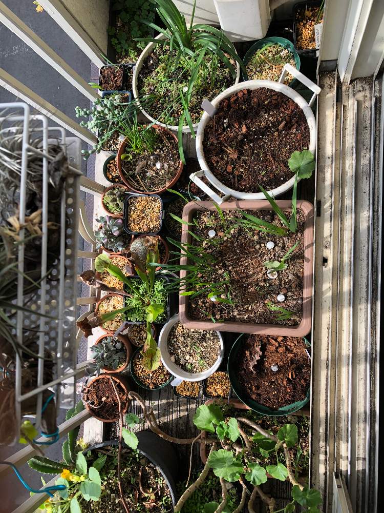 バルコニー/ベランダの画像 by レポートを書き込んでいますさん | バルコニー/ベランダと多肉植物と半耐寒性と観葉植物と夏植え球根と直射日光とおうち園芸と耐寒性多年草と多年草と美しいとケープバルブと秋植え球根と珍奇植物と球根植物と南アフリカ球根と雨晒しとビザールプランツ