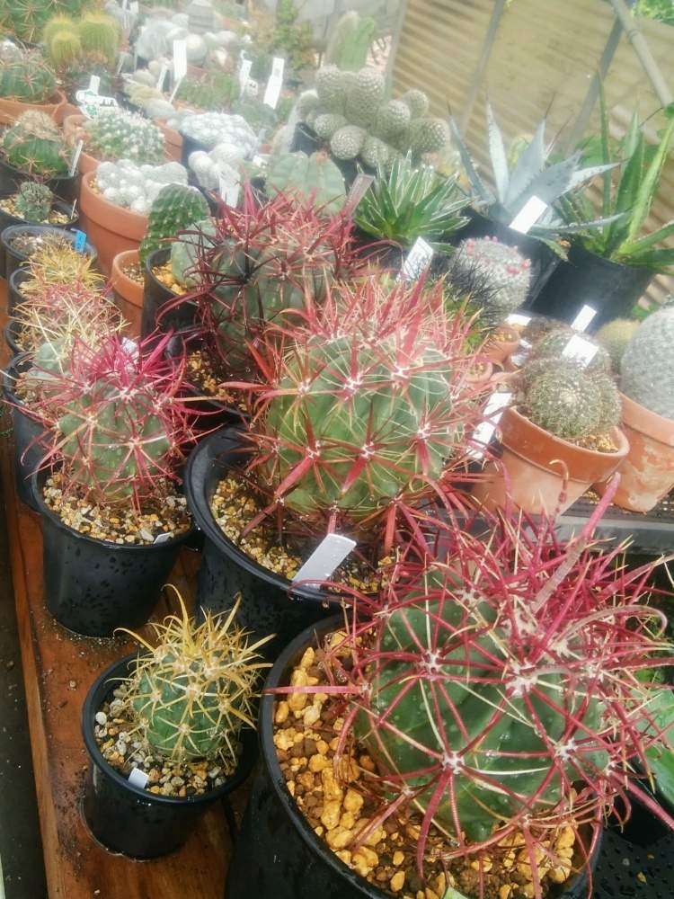 畑の画像 by CCCRスキさん | 畑と多肉植物とサボテン科とサボテン☆と癒し…とおうち園芸とフェロカクタス属と植中毒と多肉植物とサボテンとしあわせ♡とタニラーと花のある暮らし