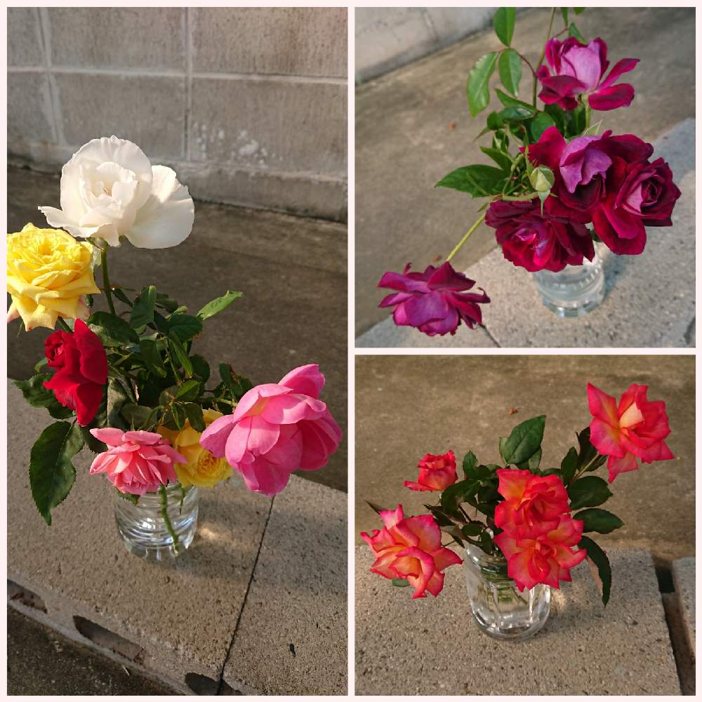 車庫の画像 by モカロンさん | 車庫とばら バラ 薔薇と赤色の花とピンクの花とデビッドオースチンとバラが咲いたよと癒しとマイコレクションと紫色の花とマイガーデンとおうち園芸とバラ・切り花とバラ 鉢植えと緑のある暮らしとオレンジの花と薔薇が好き❤と黄色の花と花のある暮らしと白い花とバラ・ミニバラ