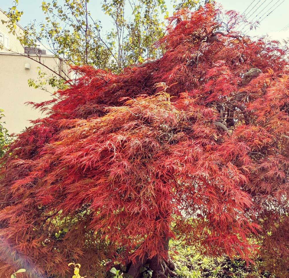 小さな庭の画像 by 花音さん | 小さな庭と糸紅葉(イトモミジ)とぼちぼちと…と秋色と紅葉(こうよう)と癒されると我が家の庭と秋の風景と北海道と小さな幸せと繋がりに感謝✨とほっこりとしだれもみじ