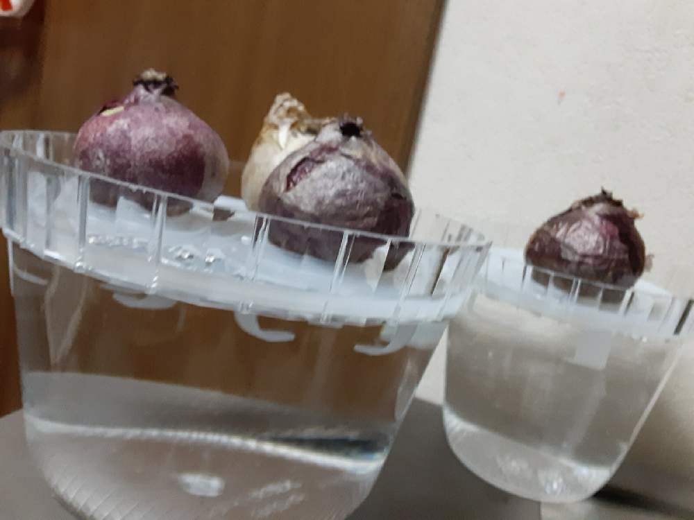 インテリアの画像 by 五月garden☆さん | インテリアとヒヤシンス 水耕栽培と水栽培とおうち園芸