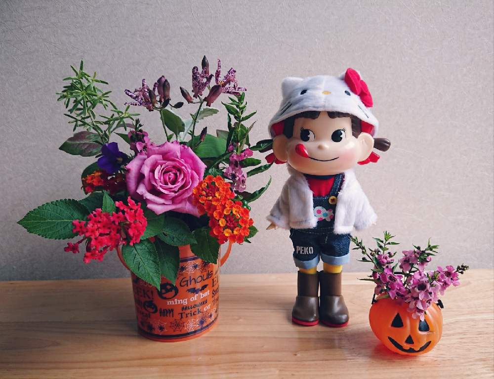 の画像 by ohalu_uさん | お庭の花とマイ・コレクションとスマホ撮影とペコちゃん祭りと花が好き❤とありがとーとマイガーデンと植物だいすきと元気!と成長中とおうち園芸とうれしい!と可愛いと花が好きとペコちゃんと大好きとやっぱり花が好き♡とみどりのある暮らしとハロウィン月間