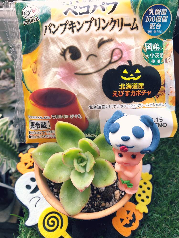 バルコニー/ベランダの画像 by kpさん | バルコニー/ベランダとゴールデングローと多肉植物とみどりのある暮らしとがんばれ!がんばれ!とハロウィン月間とペコちゃん祭りとハロウィンと多肉のある暮らしとおうち園芸とほーちゃんQPとエケベリア属とタニラーとくみちゃんの多肉さん♡とかわいいとかわいいな♡とGREEN UP!