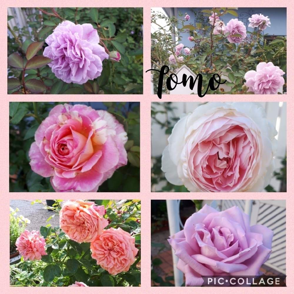 アプローチの画像 by Tomoさん | アプローチとブルームーンと薔薇 クロード・モネと薔薇 クロード・モネと薔薇クリスティアーナと薔薇、パウルクレーとバラ レイニー・ブルーとロザリアン見習いと薔薇レイニーブルーとおうち園芸と植中毒と雑貨好き♡と憧れの薔薇とDIYと花のある暮らしとバラ薔薇ばらら~❤️といいね♥ありがとうございます✨とチーム福岡
