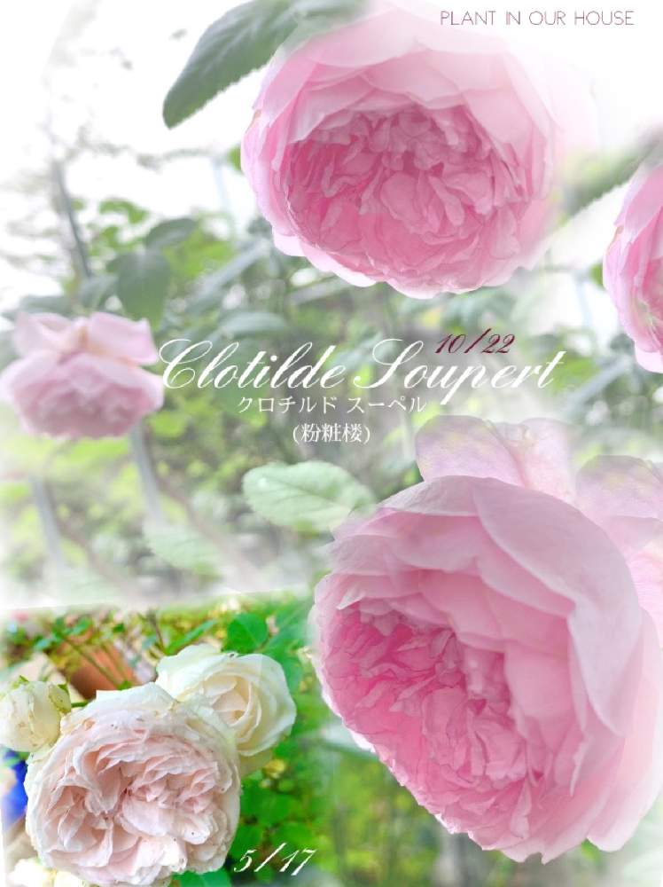 の画像 by kane flowerさん | バラと粉粧楼とクロチルド・スーペルと家庭菜園とK.F 花、庭とおうち園芸と中ぐらいの庭と埼玉県と無農薬有機栽培