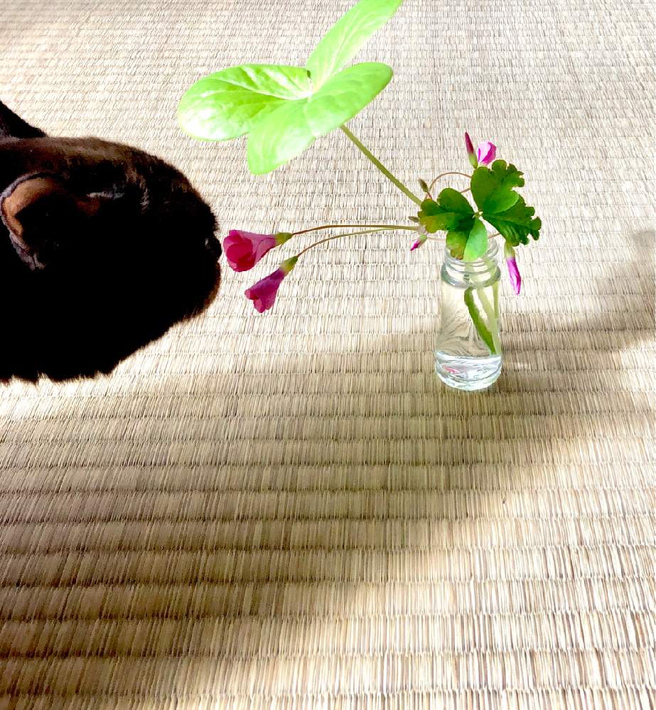 部屋の画像 by かぶとさん | 部屋とカタバミ科と猫と植物と猫と花と増殖と侵食注意と完全雨晒しと自然発生と オキザリスと四つ葉のクローバー♪と猫と対比