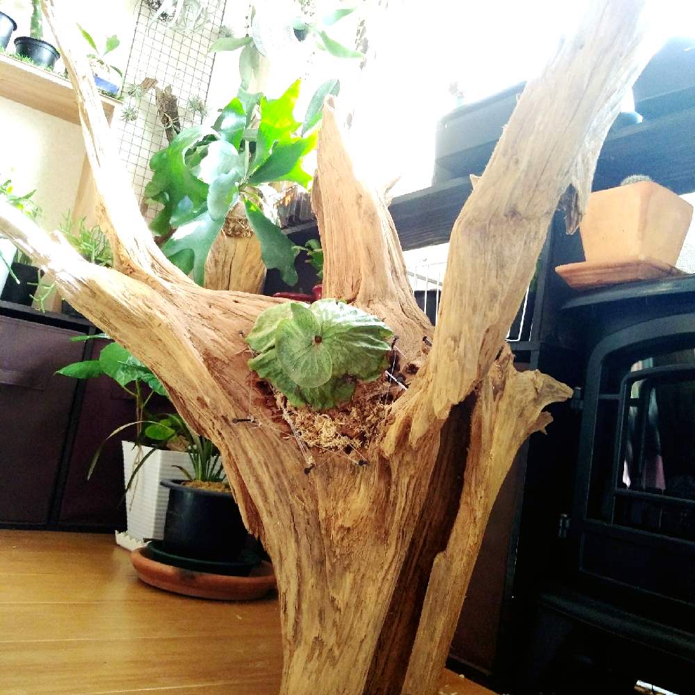 部屋の画像 by まりみさん | 部屋と着生植物と コウモリラン とグランデと ビカクシダとおうち園芸と植中毒と朽ち木の朽ち子(大)とお部屋ジャングル化計画