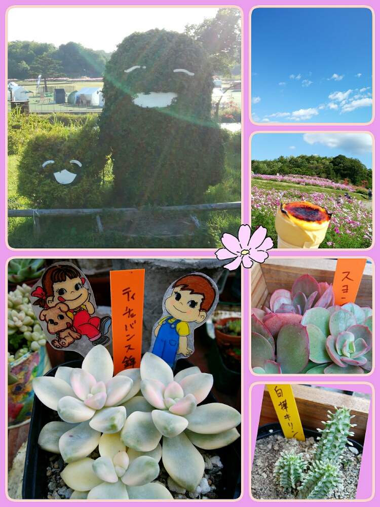 お出かけ先の画像 by ☆みなみ☆さん | お出かけ先と感動!と繋がりに感謝と今を乗切るぞ!と日々の暮らしの中の幸せと癒しをありがとうと発見と大切にするよ♡と私の癒し系達♡と今日の見~つけた!と東海エコフェスタとたにおたくらぶとチーム愛知とペコちゃん祭り