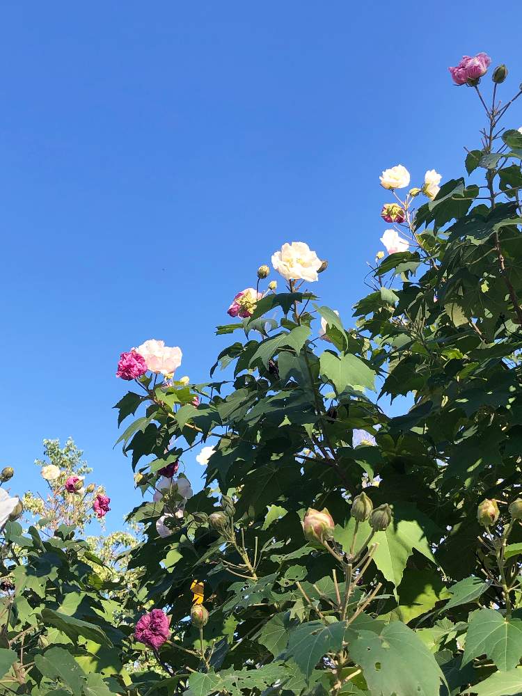 の画像 by pomemamaさん | 酔芙蓉と☀️☀️☀️と皆様にありがとう♡と♡優しさに感謝♡と(ㅅ˘˘)♡*.+゜感謝♡とダイスキ♡( 〃 ❛ᴗ❛ 〃 )♡と♡ 綺麗 ♡と✧︎iPhone8撮影✧︎とだ〜い好き⁂と諒音!頑張って!!と♡私の癒しと花のある暮らしとღ㋔㋡㋕㋹㋚㋮ღと✩.*˚願い☆。.:*・゜と♡▽・ω・▽さんぽ♡と❤️ 感謝 ❤️とお願いします(>人<;)と♡美しい♡