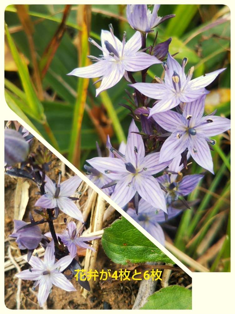 お出かけ先の画像 by ケイジさん | お出かけ先とムラサキセンブリと野草と山野草と登山道と安芸太田町と山登り