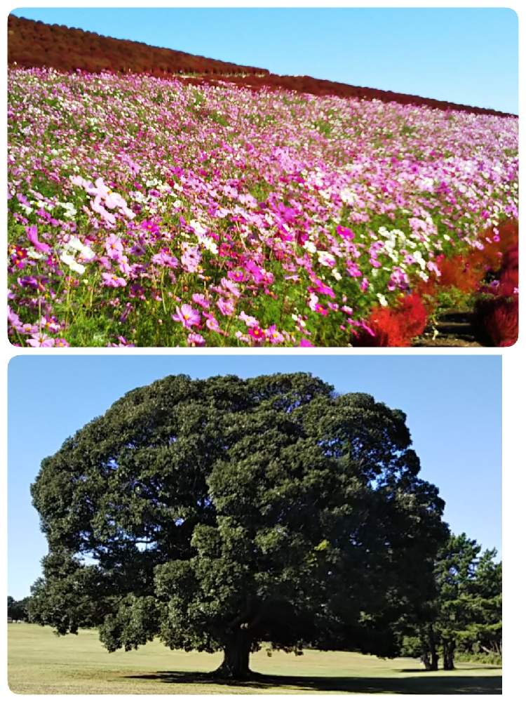 お出かけ先の画像 by たかこさん | お出かけ先とコキアとコスモスとコキア♡とひたち海浜公園と植物だいすきと大好きと秋コスモスと素敵とコキア(ほうき草)