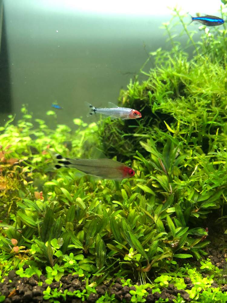 部屋の画像 by hittyyさん | 部屋と植物のある暮らしと水草水槽とネイチャーアクアリウムと水槽と緑のある暮らしと熱帯魚と水のある風景とゆらゆらとアクアリウムと緑大好き❤