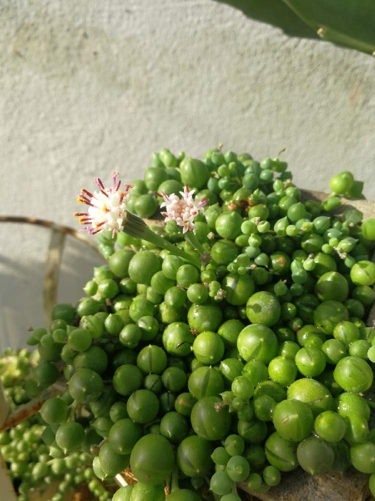 テラスの画像 by Ami UKさん | テラスとグリーンネックレスとString of Pearlsとみどりのある暮らしとおうちde菜園とマイガーデンとおうち園芸とイギリスと家庭菜園初心者と花のある暮らしと多肉初心者