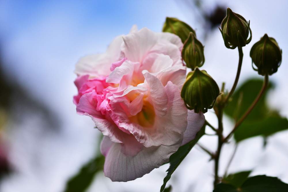 お出かけ先の画像 by みえごんさん | お出かけ先と酔芙蓉(スイフヨウ)と白い花とピンクの花と季節の花と近くの公園