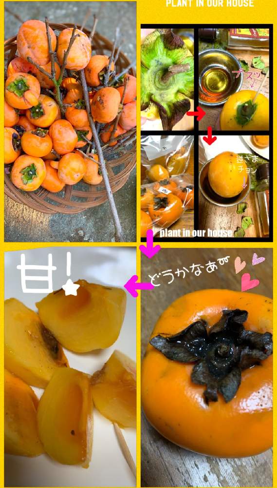 の画像 by kane flowerさん | カキと無施肥無農薬栽培と家庭菜園とおうちde菜園と渋抜きとK.F cookingと2020 K.F家庭菜園と私畑とキヨタ柿と埼玉県と自家製野菜と無農薬有機栽培とK.F柿と無農薬 無化学肥料栽培とK.F家庭菜園
