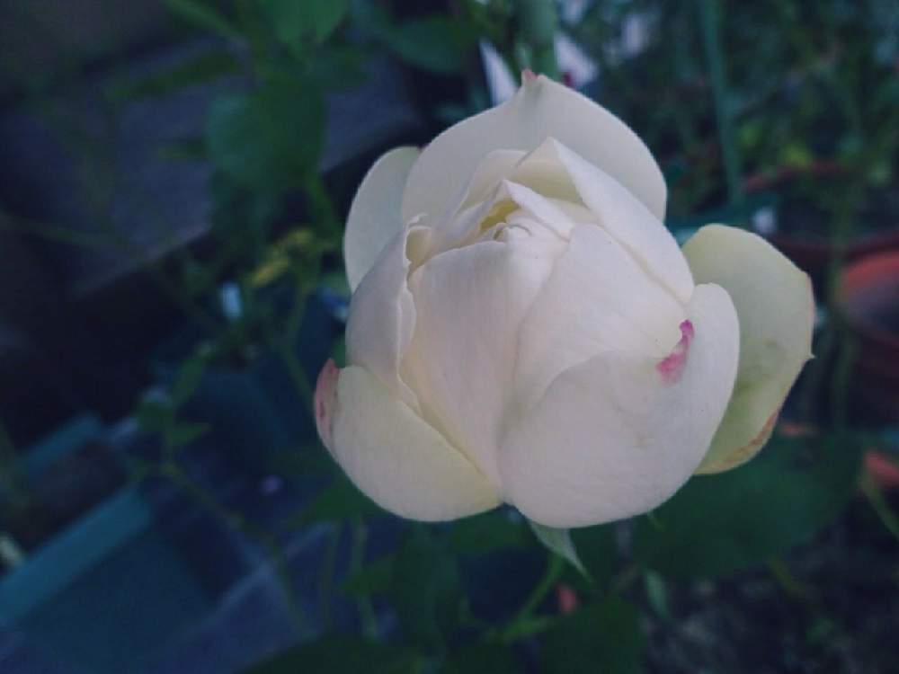 小さな庭の画像 by ☆きらまる☆さん | 小さな庭と薔薇愛同盟と薔薇男子と薔薇に魅せられてと薔薇と暮らすとオシャレとB型とバラのある暮らしとおうち園芸と今日の一枚とたまらん!と花のある暮らしとテンション⤴︎とロザリアンとバラを楽しむ