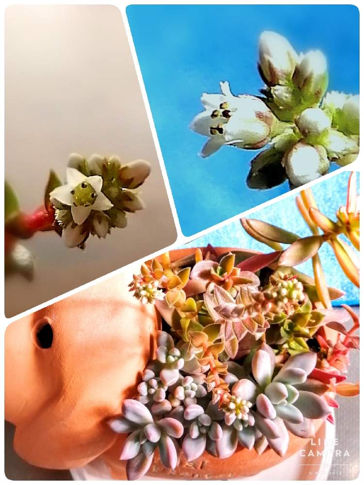 窓辺の画像 by はく社長さん | 窓辺と火祭りと多肉植物と開花とたにくとおうち園芸ともりもりとマクロ撮影