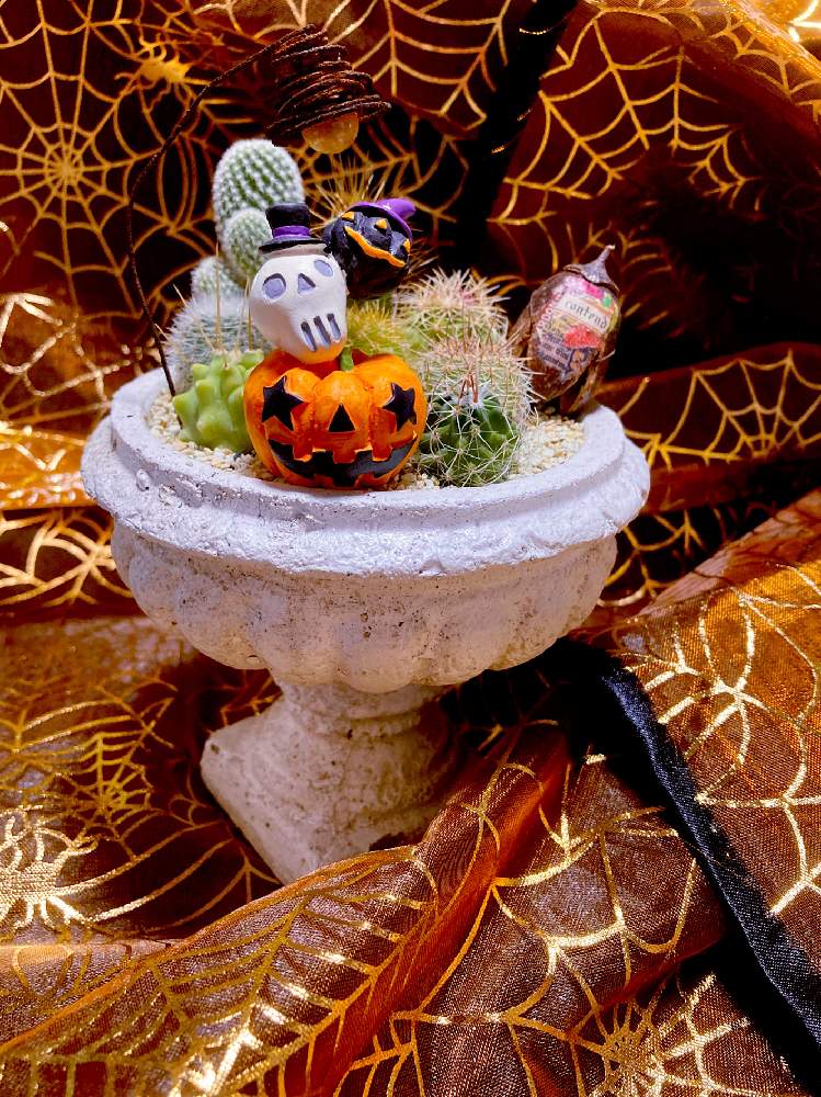 エントランスの画像 by まなさん | エントランスと休日とモリモリ!とハロウィン月間とおうち時間とチマチマ寄せ植えとハロウィンと多肉のある暮らしとおうち園芸と緑のある暮らしとご縁に感謝とハロウィンアレンジ♪2020と多肉寄せ植えと空を見上げてと多肉初心者