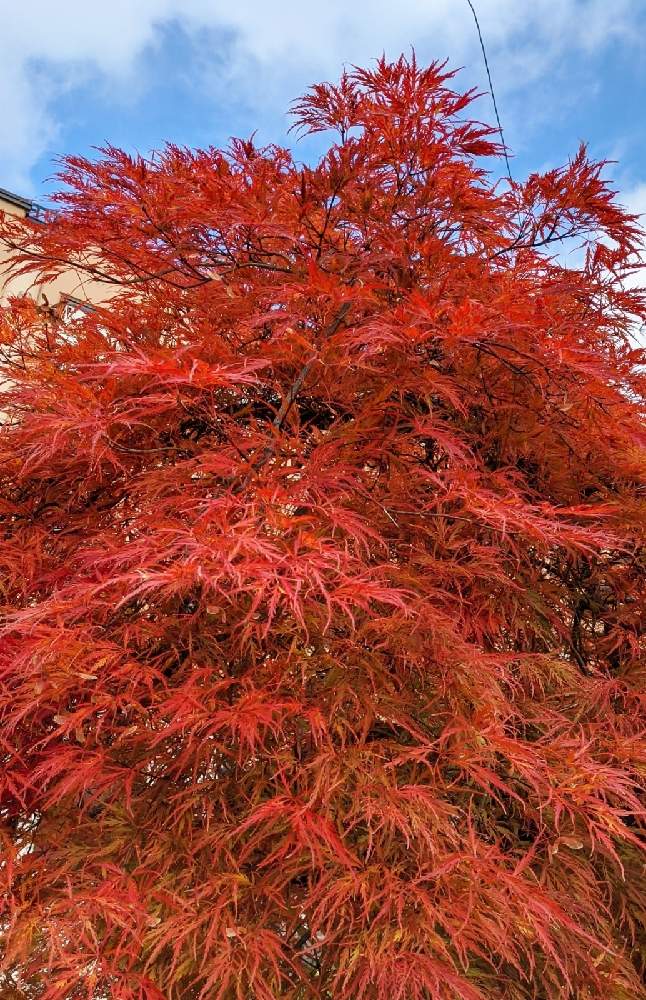 小さな庭の画像 by 花音さん | 小さな庭と糸紅葉(イトモミジ)とぼちぼちと…と秋色と紅葉(こうよう)と癒されると我が家の庭と秋の風景と我が家の紅葉と北海道と小さな幸せと繋がりに感謝✨ともみじ紅葉とほっこりとしだれもみじと紅葉フォトコン2020
