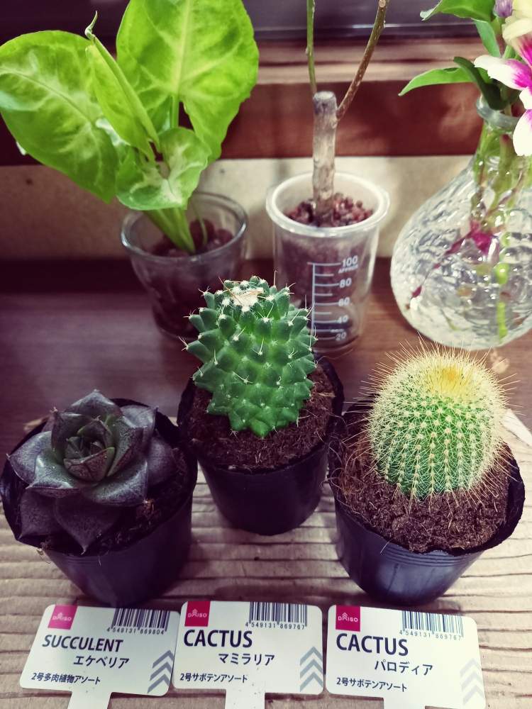 窓辺の画像 by TAKAさん | 窓辺と多肉植物と生きる力と観葉植物と100均と花のある生活とおうち園芸と サボテンと花のある暮らしとDAISOと多肉狩りと丸いサボテン