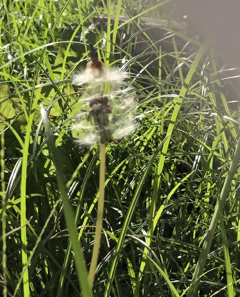 お出かけ先の画像 by pekotanさん | お出かけ先とスマホ撮りとお花って不思議とお花大好き(*´∀`)♪とフワリふわりどこかへ