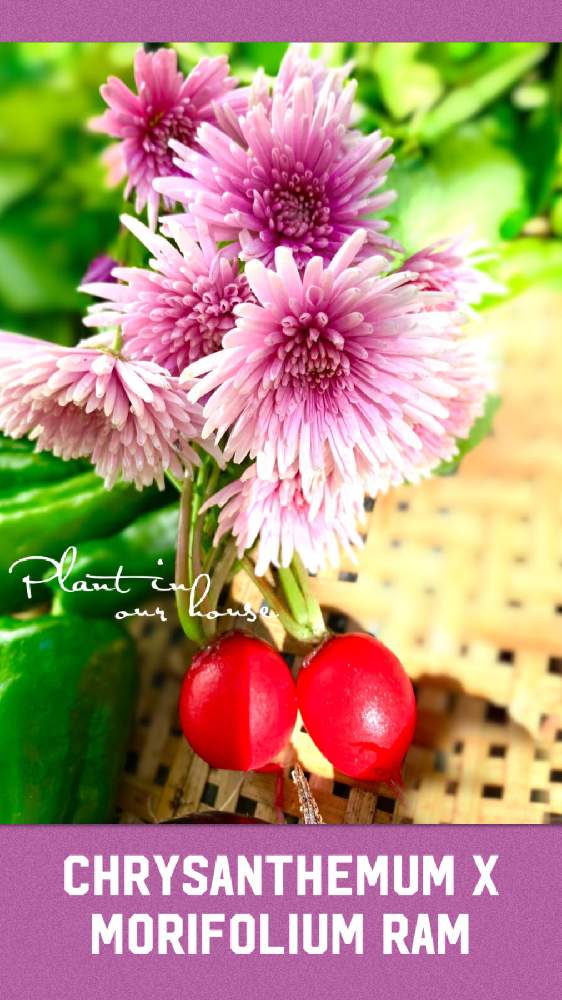 畑の画像 by kane flowerさん | 畑とキクと食用菊と食用菊 【もってのほか】と借畑と無施肥無農薬栽培と家庭菜園とおうちde菜園とおうち園芸と埼玉県と自家製野菜と無農薬有機栽培と無農薬 無化学肥料栽培とK.F家庭菜園