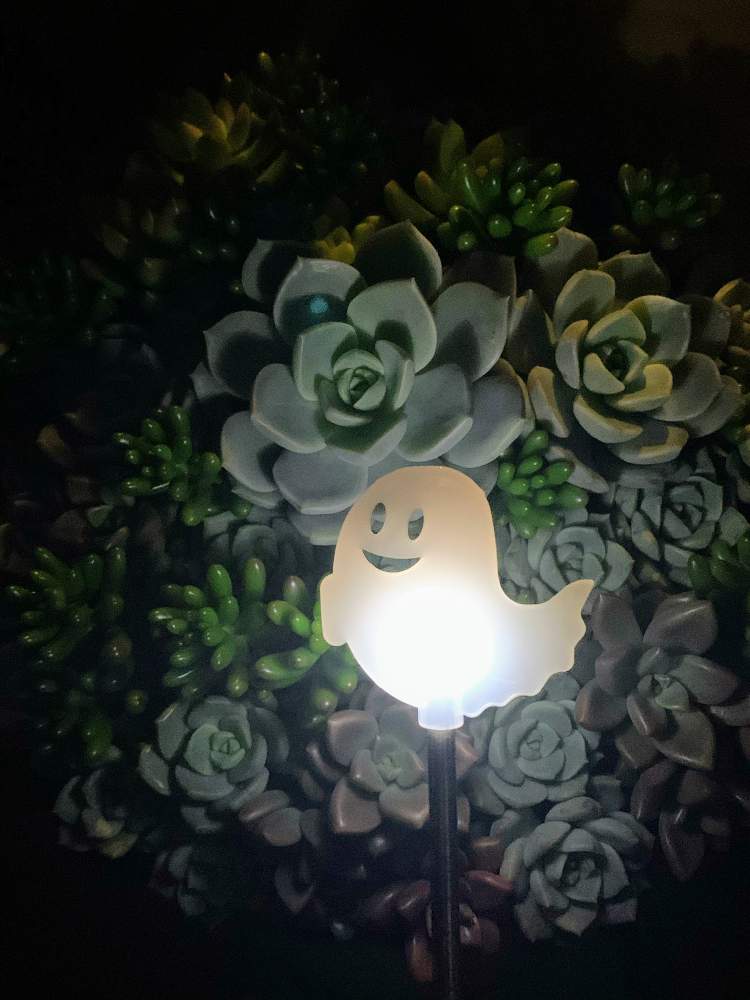 の画像 by ゆかりんさん | 多肉植物とソーラーライトとハロウィンと 白牡丹と多肉女子と夜の園芸と夜のタニパトとハロウィン装飾とハロウィンアレンジ♪2020と多肉寄せ植えとブロンズ姫と 虹の玉と1,000万枚突破と多肉鉢植え苗ケース希望