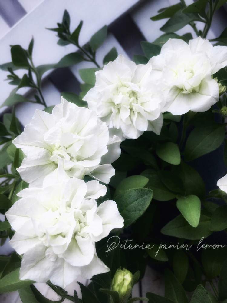 バルコニー/ベランダの画像 by ひなたぼっこさん | バルコニー/ベランダとお花大好き♡と植物に癒されてますと秋のボタニカルライフと八重咲きペチュニアパニエレモンとナチュラルスタイル
