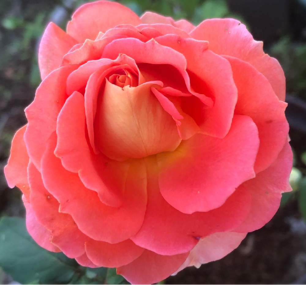 小さな庭の画像 by メグさん | 小さな庭とばら バラ 薔薇と薔薇愛同盟とブラスバンドといつもありがとう♡と癒しと薔薇のある暮らし♡とおうち園芸と頑張ってと綺麗と森のがっこうと小さな幸せ♡と可愛いとGSでバラ園と花のある暮らしとお花のある生活と薔薇♪