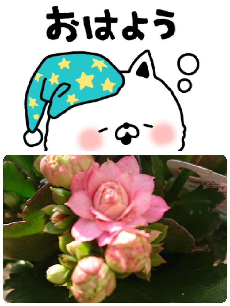 小さな庭の画像 by 苺さん | 小さな庭と可愛いお花とおうち園芸とカランコエの栽培