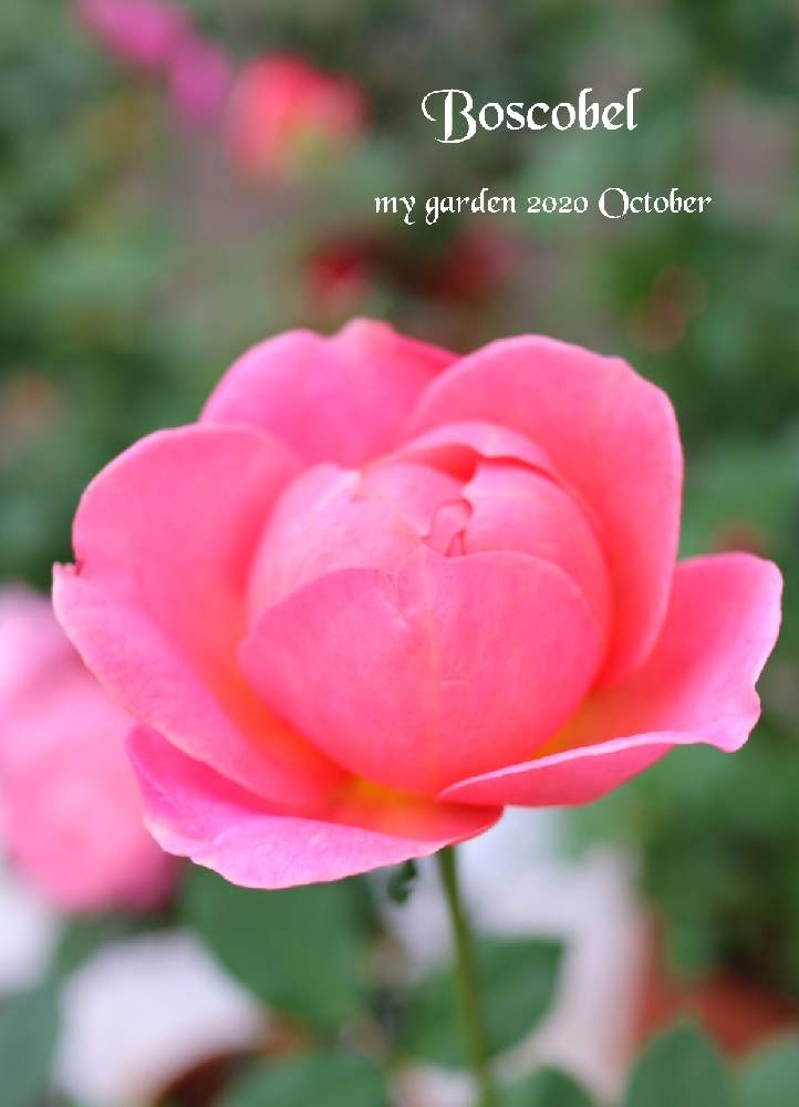 の画像 by モコママさん | 薔薇♪とバラを楽しむとばら バラ 薔薇とバラ ボスコベル