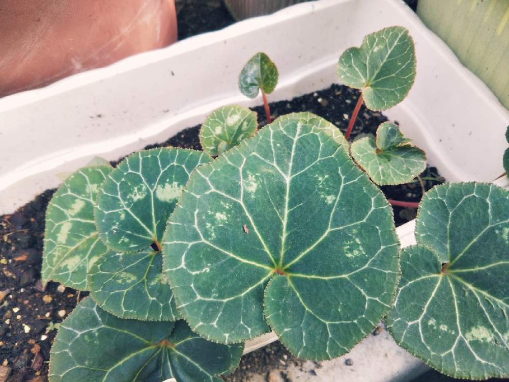 の画像 by KELO-GUさん | 植物のある暮らしとGS映えとひやみかち首里城!とおうち園芸と植中毒と花のある暮らしと植物に男前なんてないとガーデンシクラメン❤︎