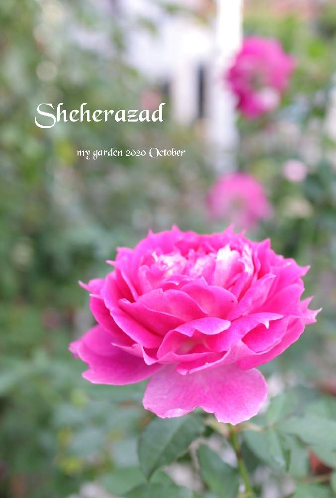 の画像 by モコママさん | 薔薇♪とバラを楽しむとばら バラ 薔薇とシェエラザード*