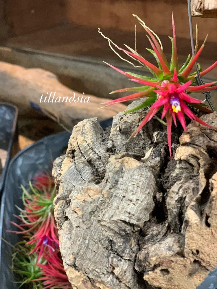 インテリアの画像 by 有限会社相武ガーデンさん | インテリアと多肉植物と観葉植物と植物のある暮らしとハンギングバスケットとドライフラワーと寄せ植えと相模原多肉とギャザリストと生花とギャザリングとリースとプリザーブドフラワーアレンジと苔玉と花屋とフラワーアレンジメントと花のある暮らしと花束