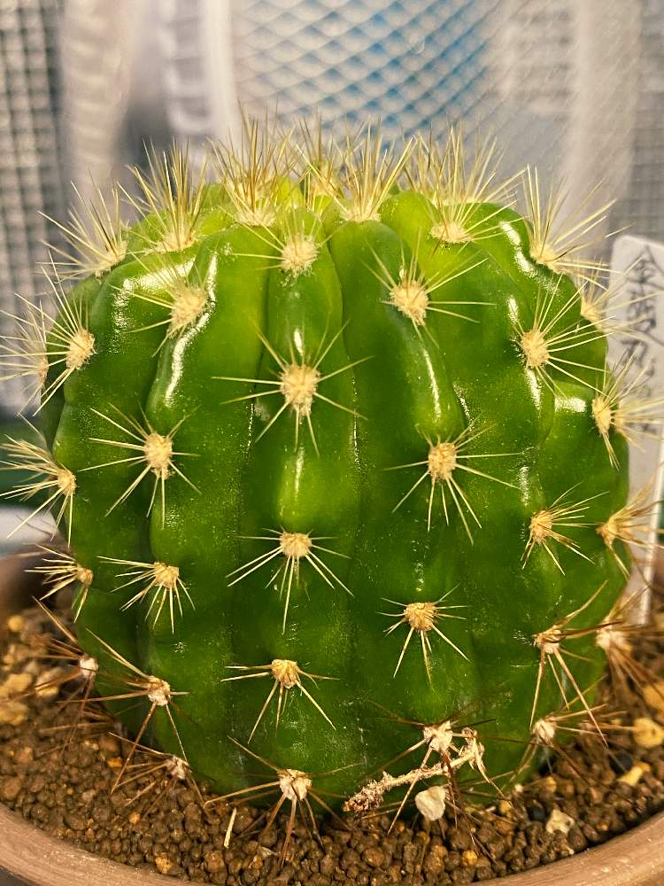 小さな庭の画像 by トシさん | 小さな庭とエキノプシス属 金盛丸と多肉植物と家庭と温室で可愛いお花と温室での花と熱帯花木とおうち園芸と サボテンとガーデニング初心者