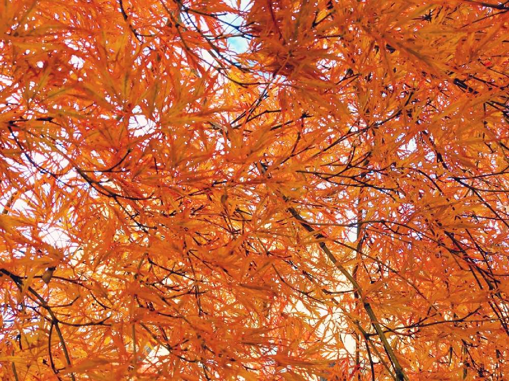 小さな庭の画像 by 花音さん | 小さな庭と糸紅葉(イトモミジ)と秋色と紅葉(こうよう)としだれもみじと我が家の庭と秋の風景と我が家の紅葉と北海道と小さな幸せと繋がりに感謝✨ともみじ紅葉とほっこりと紅葉フォトコン2020