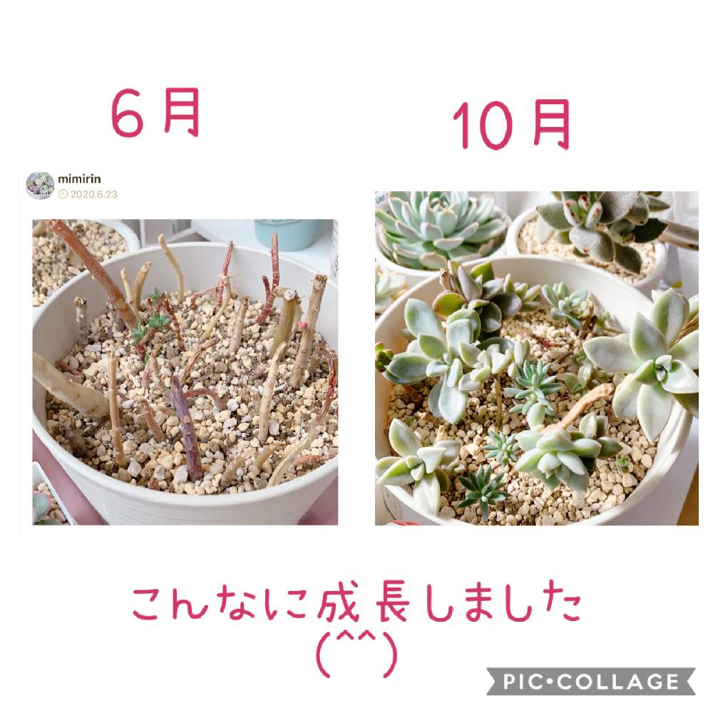 部屋の画像 by mimirinさん | 部屋と多肉植物と寄せ植えと初心者と癒しとチョンパと緑のある暮らしと多肉女子と小さな小さな庭と北海道とチンアナゴ丼と多肉初心者