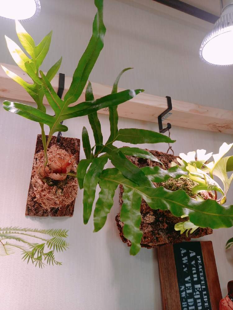 部屋の画像 by ミムラさん | 部屋とビカクシダ リドレイとドリナリア クエルシフォリアとインドアグリーンとみどりのある暮らしと観葉植物とボタニカルライフと ビカクシダと緑のある暮らしとシダ植物