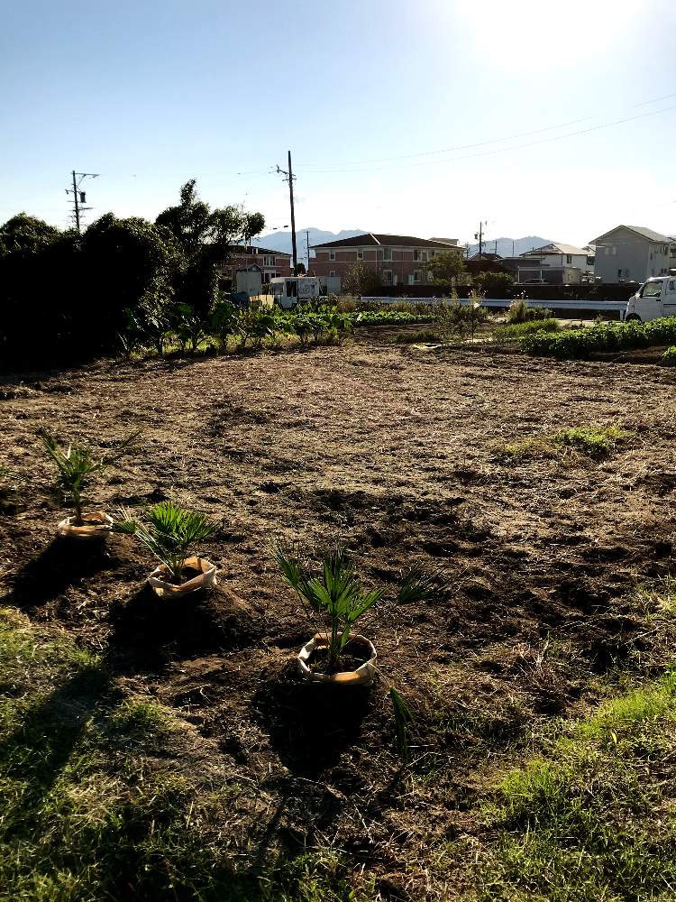 畑の画像 by ヒートさん | 畑とチャメロップスと観葉植物と植中毒と三重県とChamaeropsとヤシ