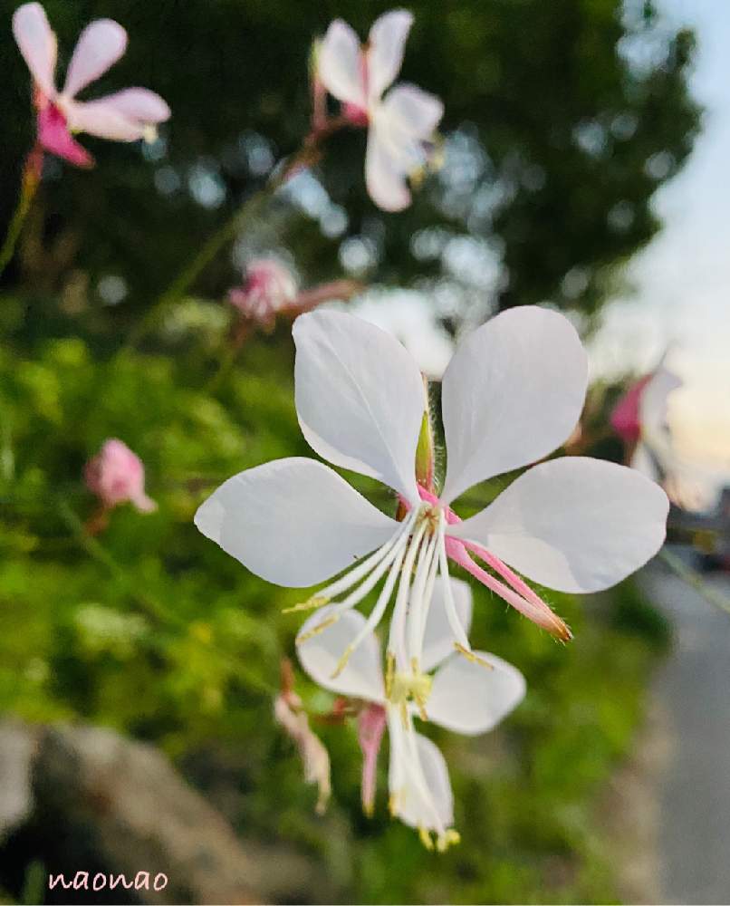 の画像 by nao70*さん | ガウラ(白蝶草)と可愛いお花と蝶々みたいにひらひら