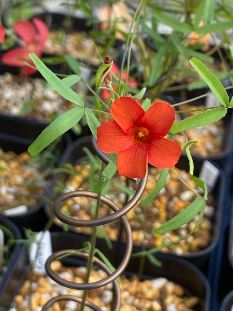 小さな庭の画像 by irfa gardenさん | 小さな庭とOxalis Red Silkと贅沢とOxalisと太陽大好きと夏植え球根とお初オキザリスとGS映えと可愛いオキザリスと球根と楽しみと鉢植えと生命力が強いと オキザリスと花のある暮らしと葉っぱを楽しむと球根植物と雨晒し